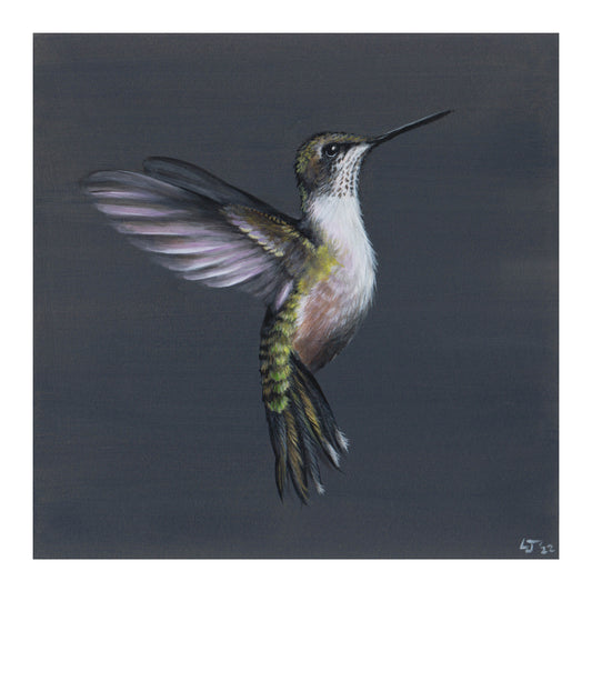 Little Jewels | Hummingbird on blue | Limited Edition Print