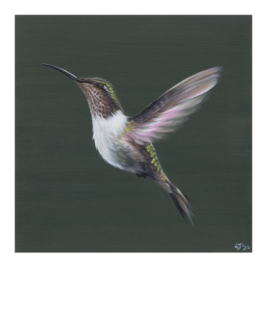 Little Jewels | Hummingbird on green | Limited Edition Print