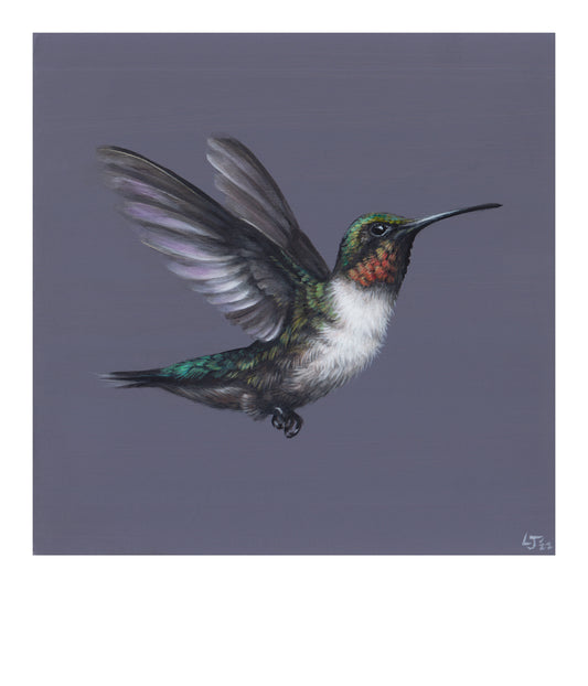 Little Jewels | Hummingbird on violet | Limited Edition Print