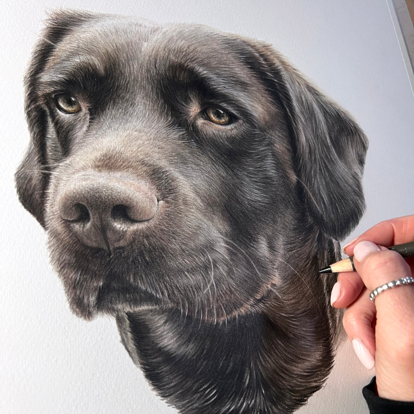 Pet Portrait balance