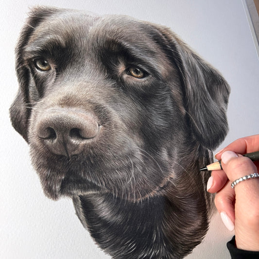 Pet Portrait balance