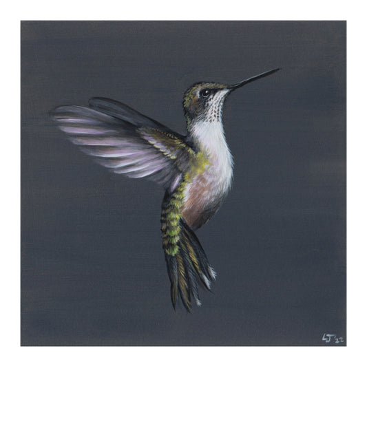 Little Jewels | Hummingbird on blue | Limited Edition Print | 8x8"