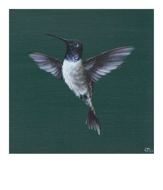 Little Jewels | Cape Cod series | Hummingbird on green | Limited Edition Print