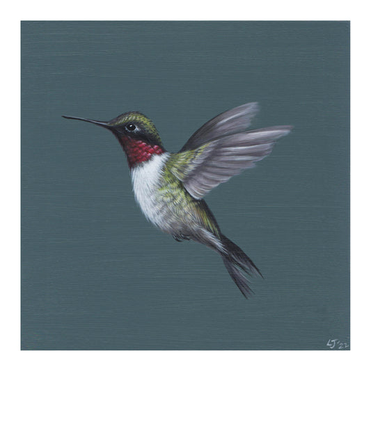 Little Jewels | Cape Cod series | Hummingbird on turquoise | Limited Edition Print