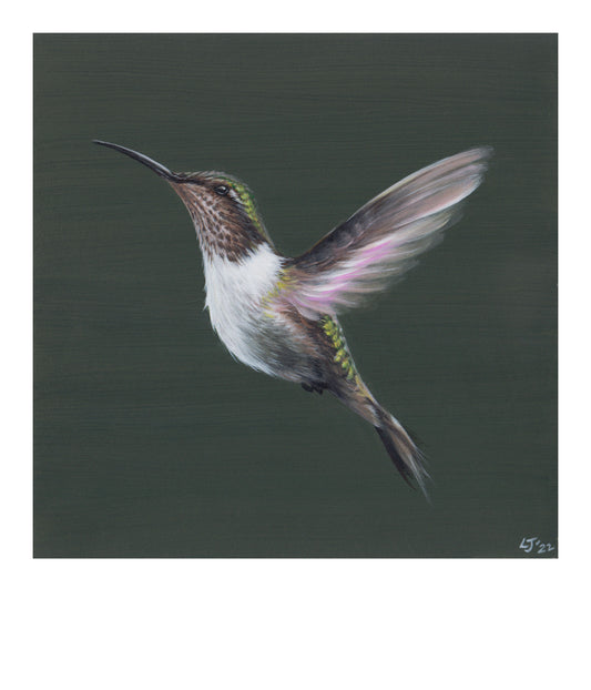 Little Jewels | Hummingbird on green | Limited Edition Print | 8x8"