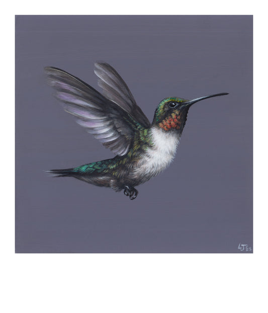 Little Jewels | Hummingbird on violet | Limited Edition Print | 8x8"